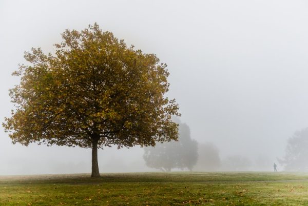 Foggy morning